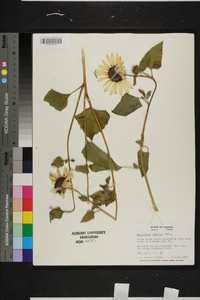 Helianthus debilis image