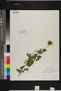 Helianthus debilis subsp. cucumerifolius image