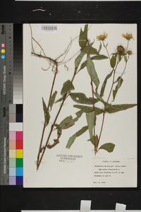 Helianthus divaricatus image