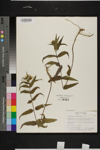 Helianthus divaricatus image