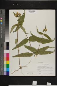 Helianthus divaricatus image