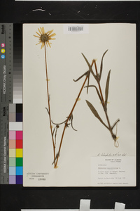 Helianthus heterophyllus image