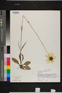 Helianthus heterophyllus image