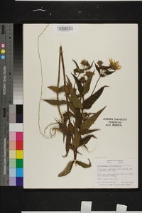 Helianthus microcephalus image