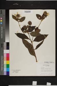 Helianthus tuberosus image