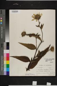 Helianthus tuberosus image