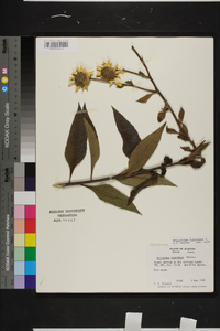 Helianthus tuberosus image