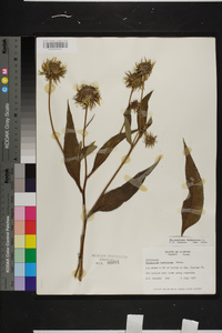 Helianthus tuberosus image