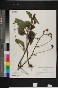 Helianthus atrorubens image