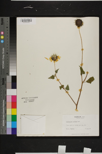 Helianthus debilis image