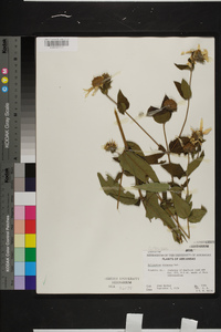 Helianthus hirsutus image