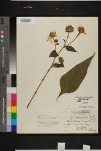 Helianthus tuberosus image