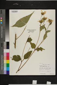 Helianthus strumosus image