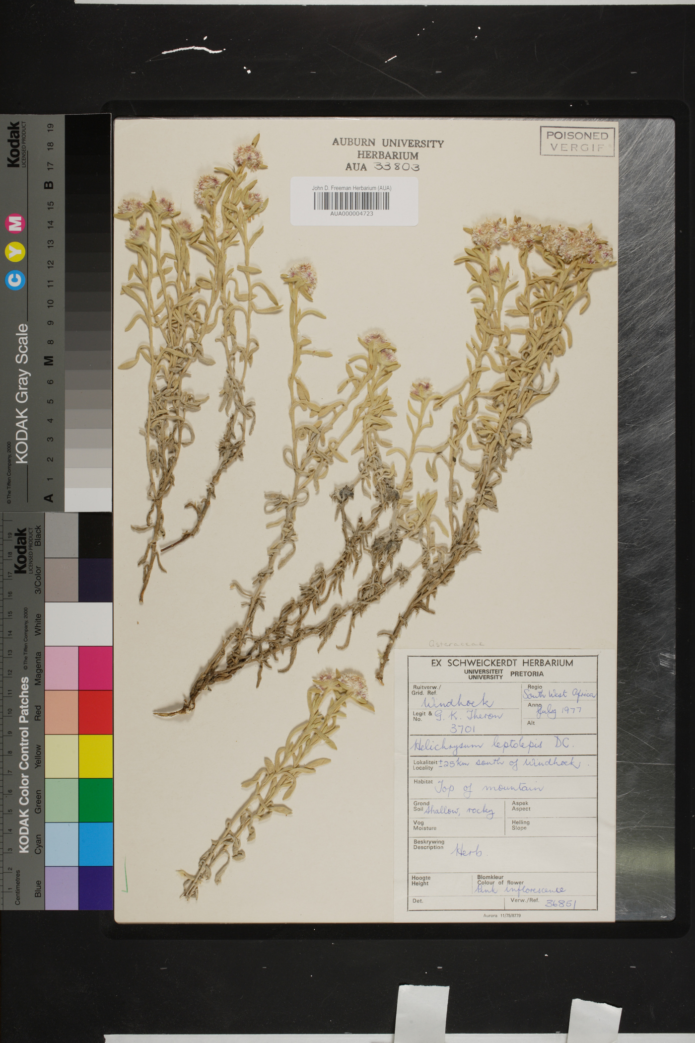 Helichrysum leptolepis image