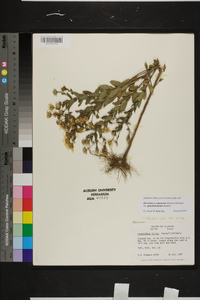 Heterotheca camporum var. glandulissimum image