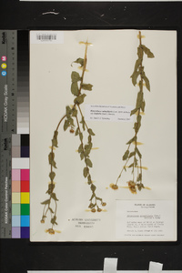 Heterotheca subaxillaris subsp. latifolia image