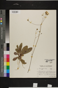 Hieracium venosum image