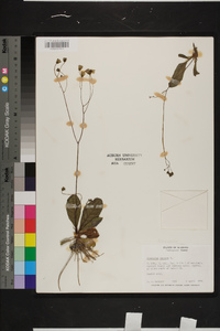 Hieracium venosum image