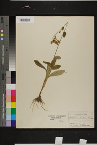 Hieracium scabrum image