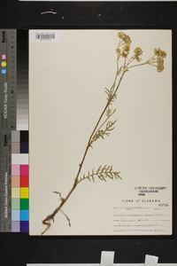 Hymenopappus scabiosaeus image