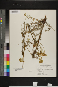 Hymenopappus scabiosaeus image