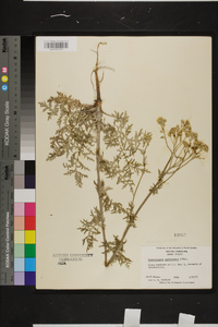 Hymenopappus scabiosaeus image