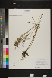 Hypochaeris radicata image