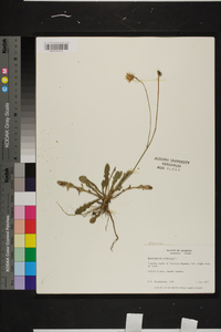 Hypochaeris radicata image