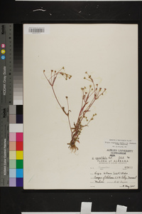 Krigia cespitosa image