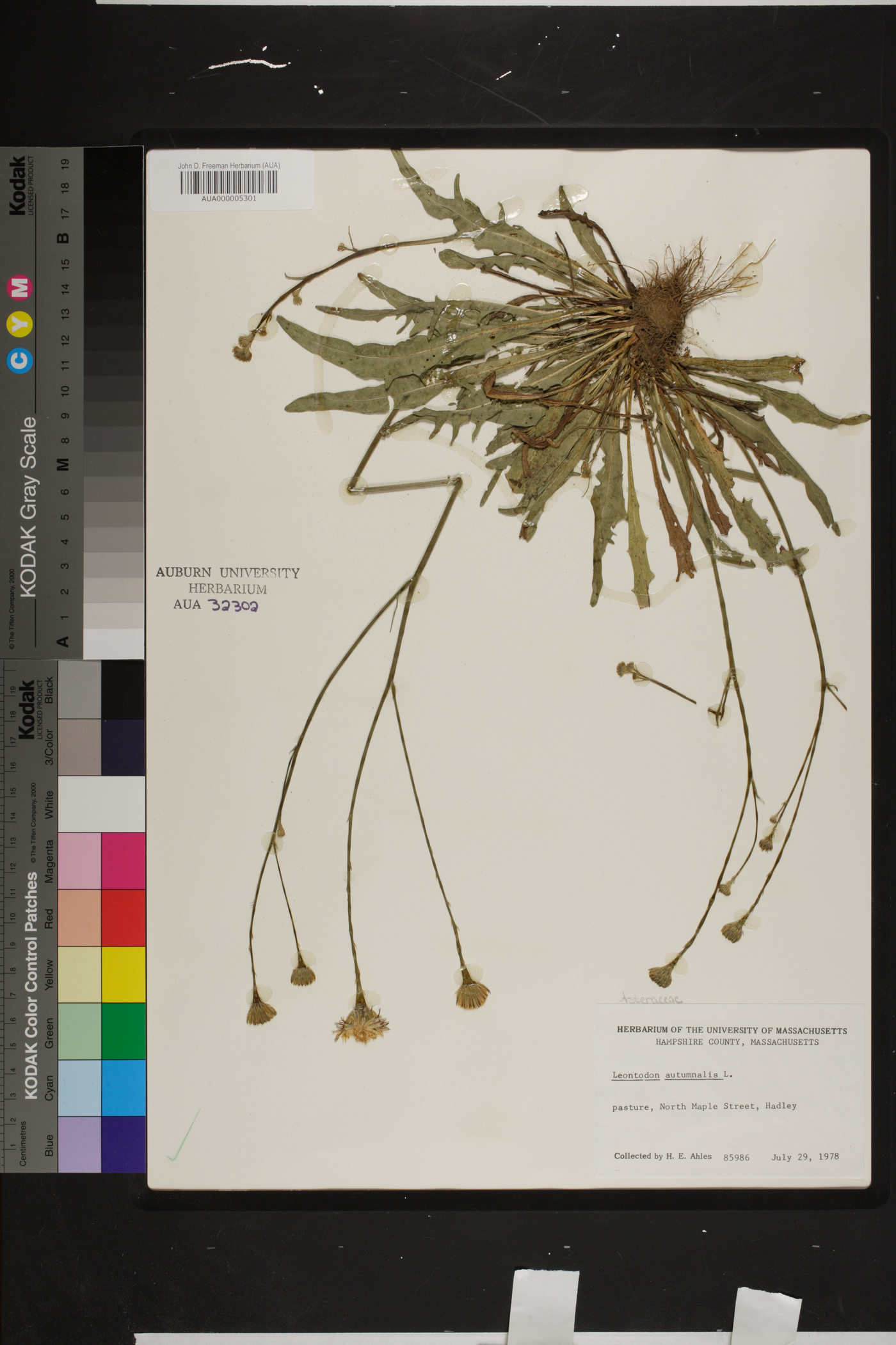 Scorzoneroides autumnalis subsp. autumnalis image