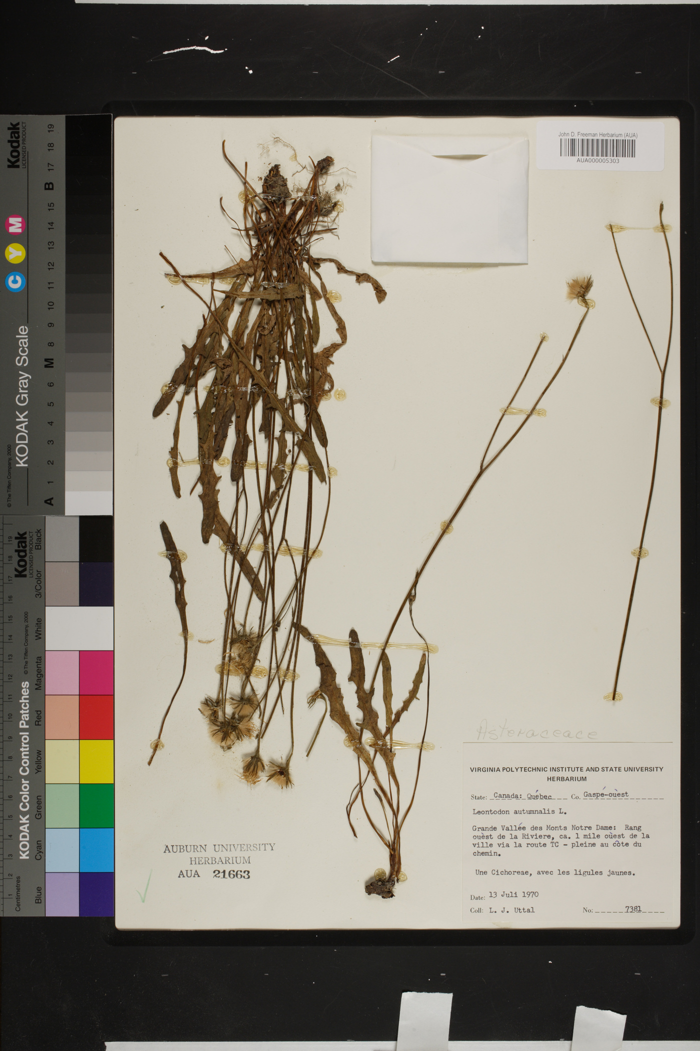 Scorzoneroides autumnalis subsp. autumnalis image