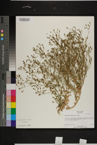 Lessingia ramulosa image