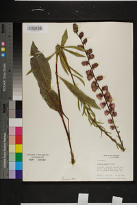 Liatris aspera image