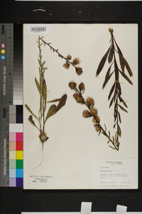 Liatris aspera image