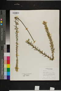 Liatris elegans image