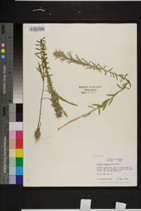 Liatris elegans image