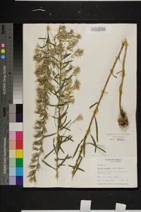 Liatris elegans image