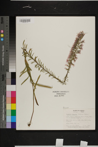 Liatris elegans image