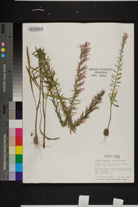 Liatris elegans image