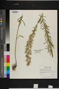 Liatris elegans image