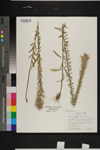 Liatris elegans image