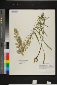 Liatris elegans image