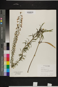 Liatris gracilis image