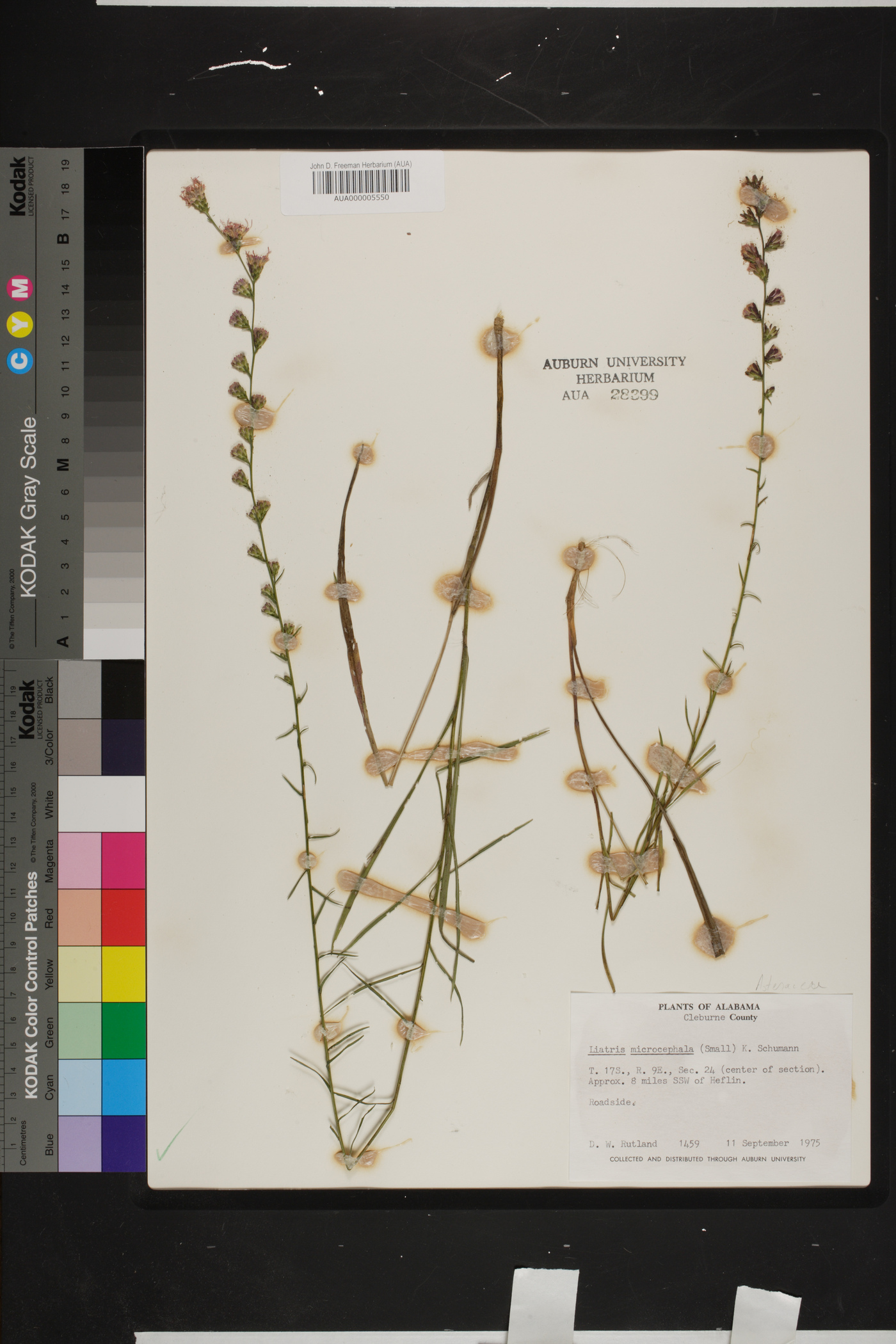 Liatris microcephala image