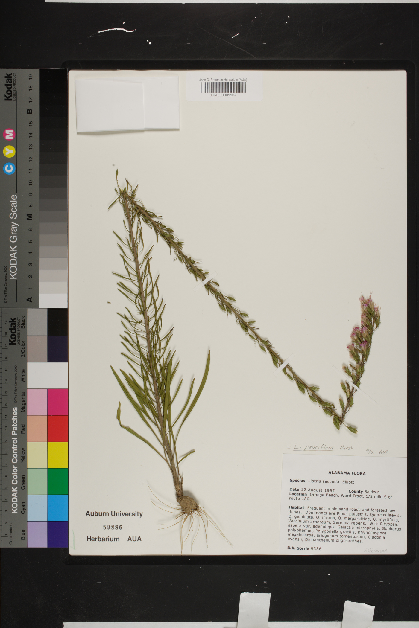 Liatris pauciflora var. secunda image