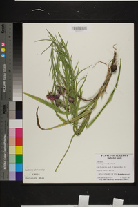 Liatris squarrosa image