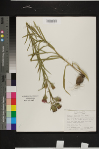 Liatris squarrosa image
