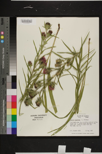 Liatris squarrosa image