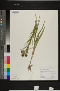 Liatris squarrosa image