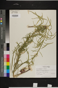 Liatris squarrosa image